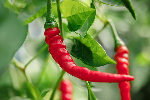 Why is Cayenne Pepper Getting Noticed for it's Healthy Benefits?