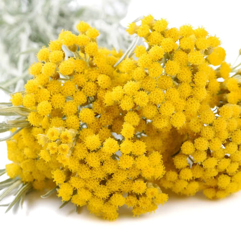 Why is Helichrysum a healthy skin-care choice?  Let's learn...