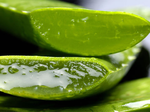 Aloe Vera and its Magical Gel