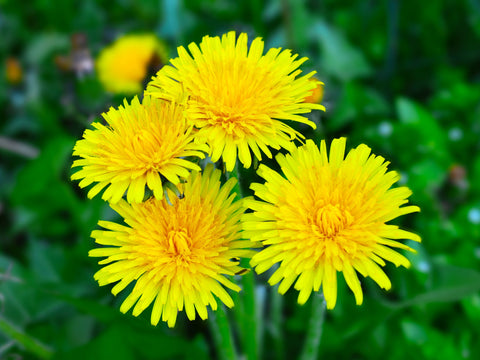 Dandelions are more than just a "weed"
