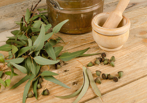 Benefits of Eucalyptus Essential oil