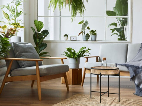 Why have house plants?