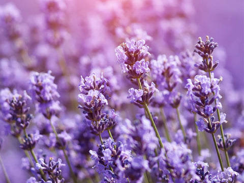 The History of Lavender