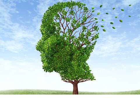 Can Herbs improve your Memory?  Here's a few to check out...