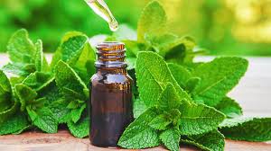 Peppermint Essential Oil Benefits.  Let's Explore.