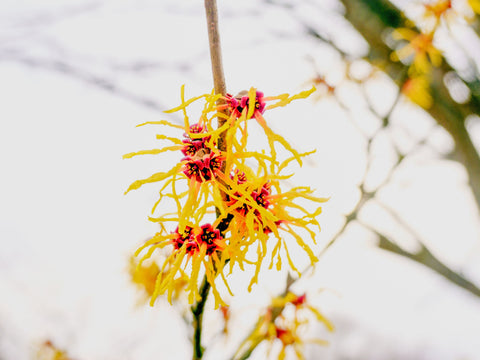 Witch Hazel Essential Oil Benefits