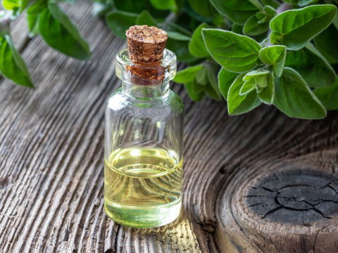 Oregano or Oil of Oregano? What's the difference?