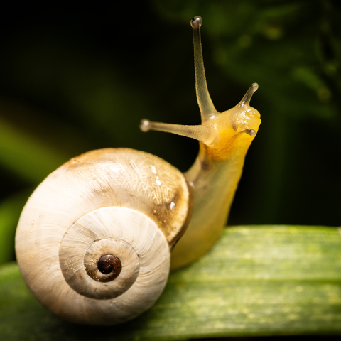 The Advantages of Using Snail Mucin in Your Facial Skincare Routine