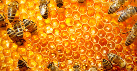 Wyoming Wildflower Honey